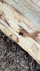 Steatoda grossa