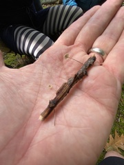 Marasmius capillaris