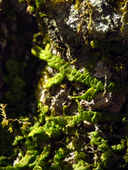 Porella platyphylla