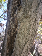 Juglans californica