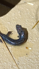 Plethodon