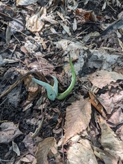 Symplocarpus foetidus