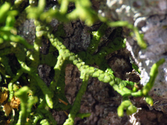Porella platyphylla