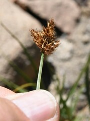 Carex pachystachya
