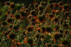 Leonotis nepetifolia