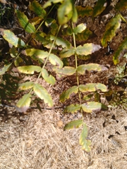 Juglans californica