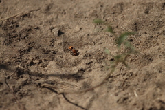 Dasymutilla bioculata