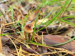 Auriscalpium vulgare