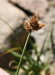 Carex pachystachya
