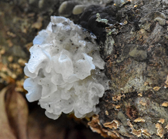 Tremella fuciformis