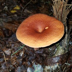 Lactifluus