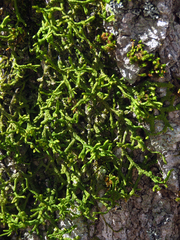 Porella platyphylla