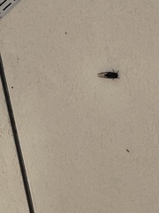 Neotibicen pruinosus