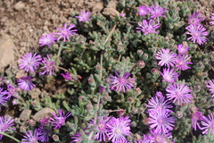 Drosanthemum