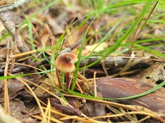 Auriscalpium vulgare