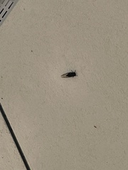 Neotibicen pruinosus