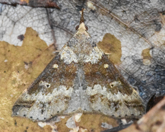Renia discoloralis