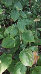 Solidago flexicaulis