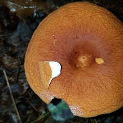 Lactifluus
