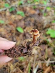 Auriscalpium vulgare