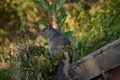 Otospermophilus variegatus