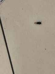 Neotibicen pruinosus