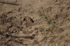 Dasymutilla bioculata