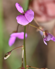 Desmodium ciliare