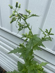 Erechtites hieraciifolius