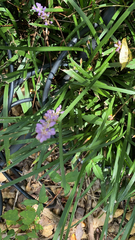 Liriope muscari