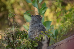 Otospermophilus variegatus