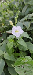 Asystasia gangetica