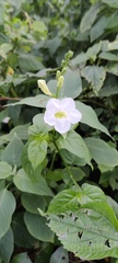 Asystasia gangetica