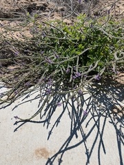 Verbena lasiostachys
