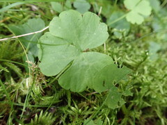 Ranunculus lapponicus