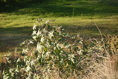 Ricinus communis