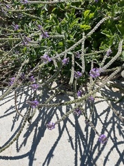 Verbena lasiostachys