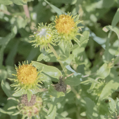 Grindelia nuda