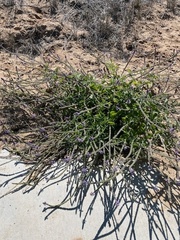 Verbena lasiostachys