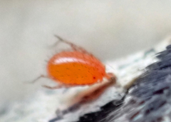 Acariformes