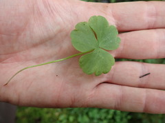 Ranunculus lapponicus
