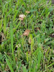 Conocybe