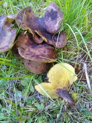 Boletinellus merulioides