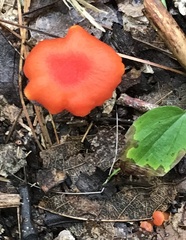 Hygrocybe