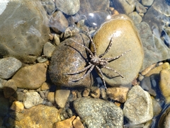 Dolomedes scriptus