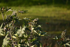 Ricinus communis