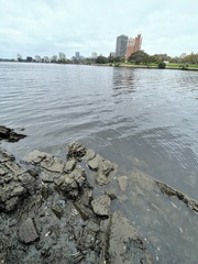Acanthogobius flavimanus