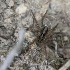 Pardosa amentata