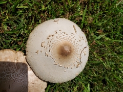 Chlorophyllum molybdites