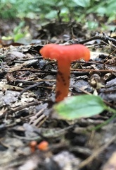 Hygrocybe